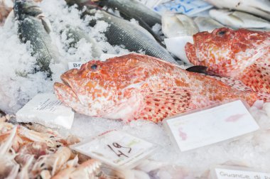 Scorpionfish Satılık