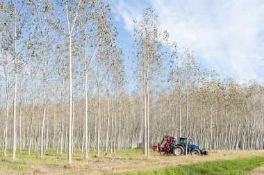 Kavak grove ve traktör