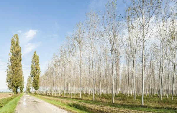 Kavak grove ve ülke road — Stok fotoğraf