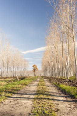 Country road in autumn. clipart