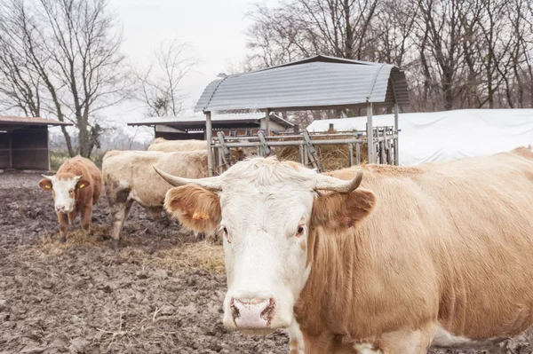 Closeup of a cow — Stock Photo, Image