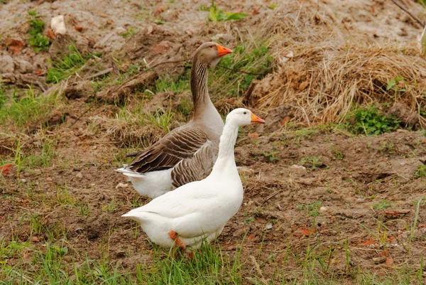 Oies grises et blanches avec pattes rouges et un bec marcher sur le sol — Photo