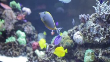 Tuzlu su Balık Akvaryum