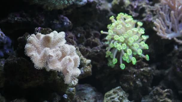 Anemone in marine aquarium — Stockvideo