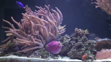 Tropikal balıklar ve mercan ile manzara