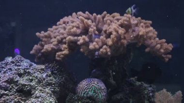 Tropikal balıklar ve mercan ile manzara