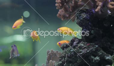 Sualtı mercan ve balıklar