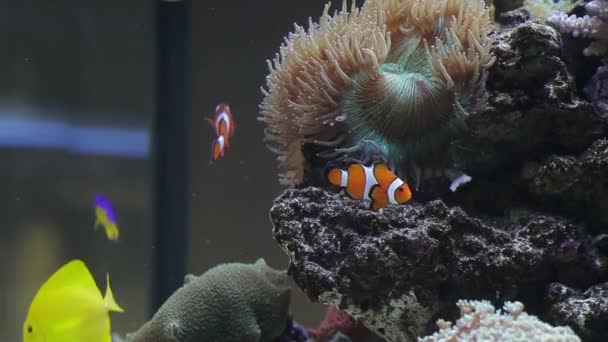 Ryba w pobliżu rafy koralowej — Wideo stockowe