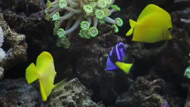 Tropical fishes in an aquarium — Stock Video