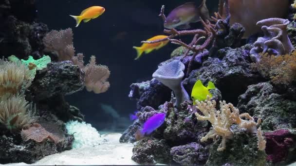 Colonia de coral en el arrecife con peces — Vídeo de stock