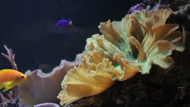 Paisagem com peixes tropicais — Vídeo de Stock