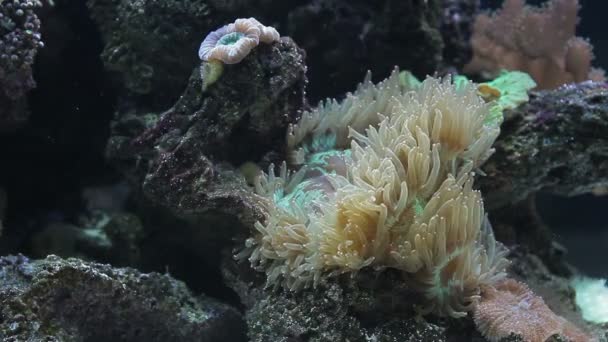 Anémone en aquarium marin — Video