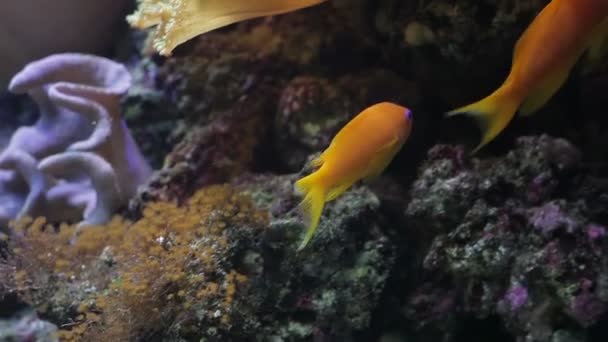 Arrecife de coral submarino y peces — Vídeo de stock