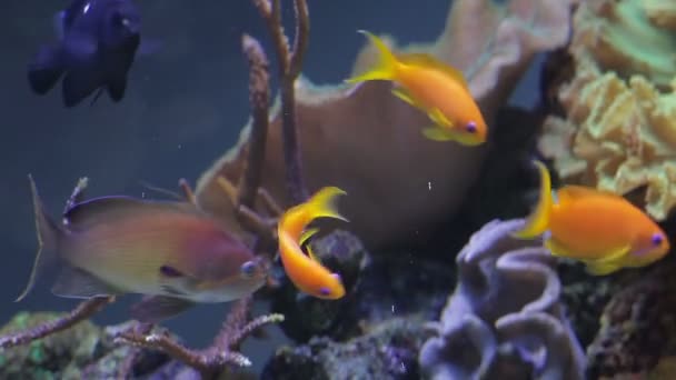 Underwater coral reef and fishes — Stock Video