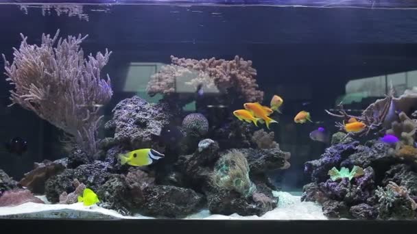 Paisaje con peces tropicales y corales — Vídeo de stock