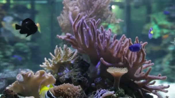 Underwater coral reef and fishes — Stock Video