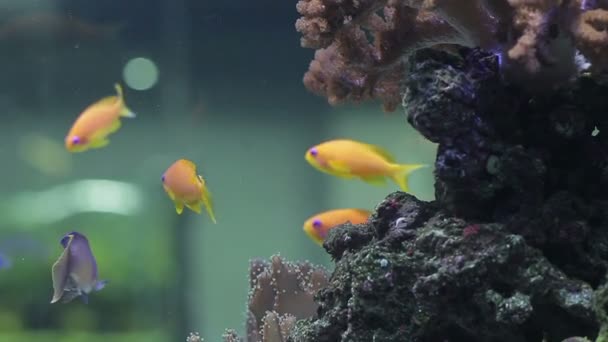 Underwater coral reef and fishes — Stock Video