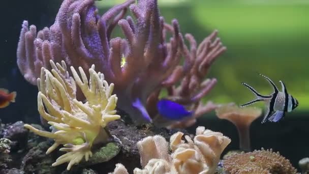 Underwater coral reef and fishes — Stock Video