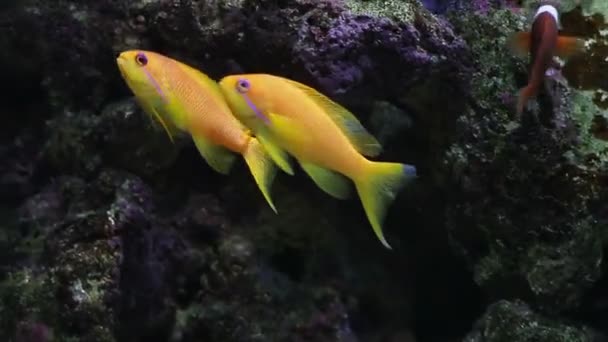 Onderwater koraal rif en vissen — Stockvideo