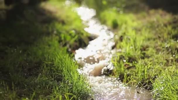 Waldbach in einem grünen Wald im Frühling — Stockvideo