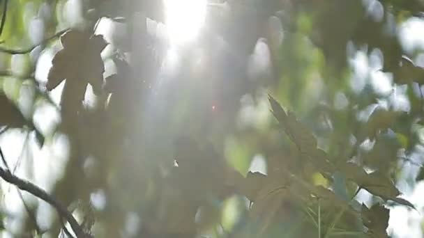 Feuillage sur l'érable des arbres au soleil — Video