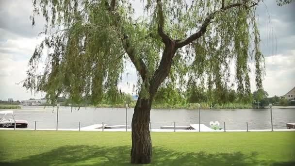 Beautiful summer tree on the river bank in park in a sunny day — Stock Video