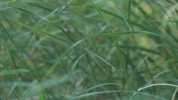 Весенняя трава — стоковое видео