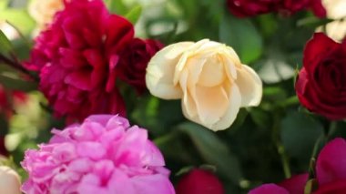 Peonies, gül buket içinde güzel parlak çiçekler. Taze çiçek şenlikli buket. Floristik düğün. Yakın çekim