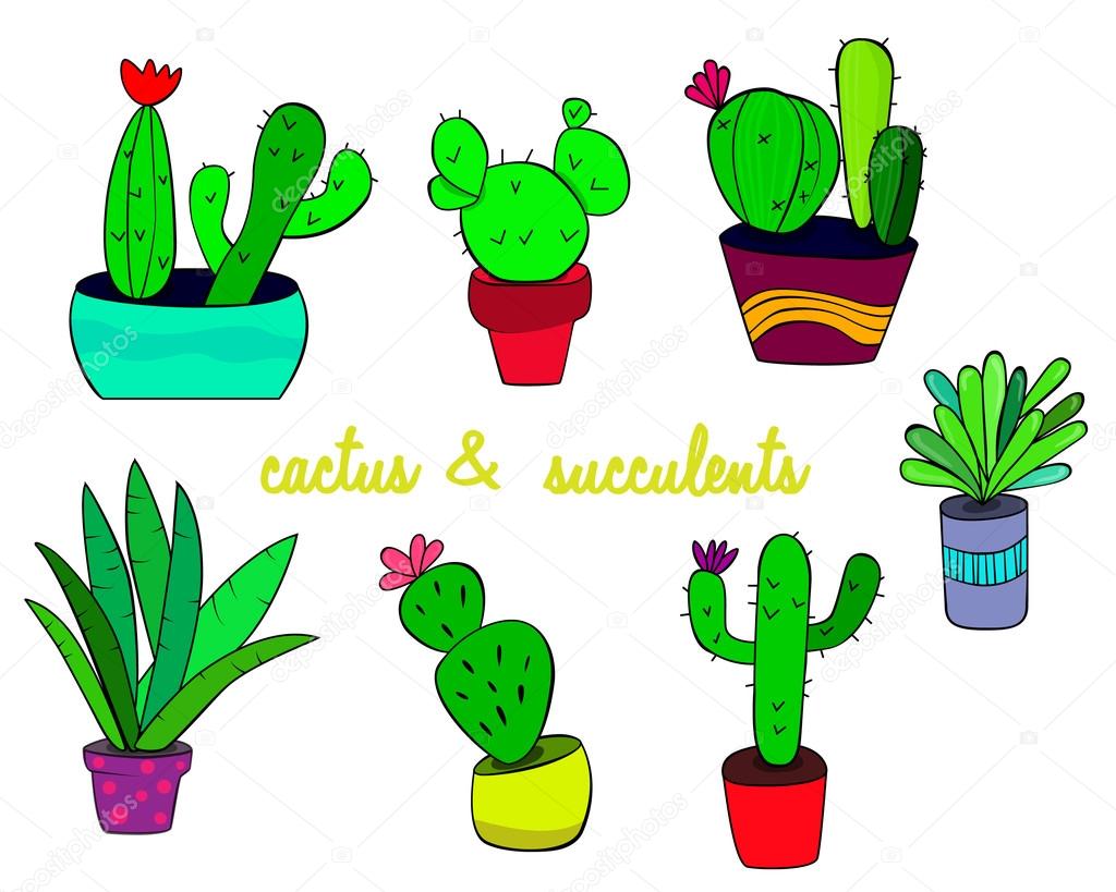 Cactus and succulent plants in pots.