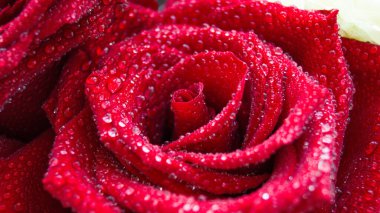 Su damlaları olan kırmızı gül. Sabah yağmurundan sonra ıslak gül yaprakları. Posta kartı, poster ve afiş için güzel bir arka plan. Seçici odaklanma. Metnin için yer.