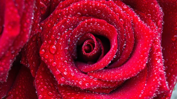 Rote Rose Aus Nächster Nähe Mit Wassertropfen Nasse Rosenblätter Nach — Stockfoto