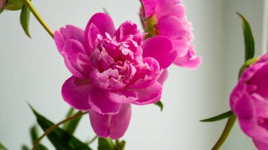 Vazoda çiçek tarhından kesilmiş güzel pembe şakayık çiçekleri. Bahçıvanlık, çiçek yetiştirme, dölleme. Metnin için yer.