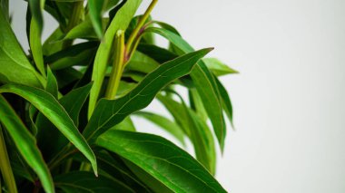 Vazonun içinde yeşil yapraklar ve metin için bir yer. Bahçedeki çiçeklikten koparılmış şakayıklar. Bahçıvanlık, çiçek yetiştirme, dölleme..