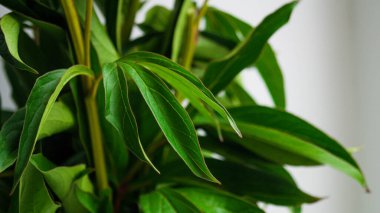 Vazonun içinde yeşil yapraklar ve metin için bir yer. Bahçedeki çiçeklikten koparılmış şakayıklar. Bahçıvanlık, çiçek yetiştirme, dölleme..