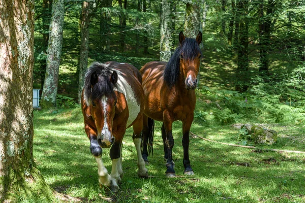 photo of two horses in the semi-darkness, between the sun and the shadow of the forest trees, the two horses are standing, looking at the camera. A dark brown horse with black mane, a white muzzle and