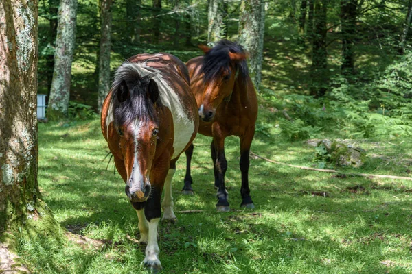 photo of two horses in the semi-darkness, between the sun and the shadow of the forest trees, the two horses are standing, looking at the camera. A dark brown horse with black mane, a white muzzle and