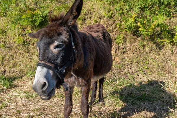 Dark brown donkey standing with its head tilted to the left, its nose white and looking sideways at the camera standing in the grass with one ear raised and the other crouched with a gesture of listen