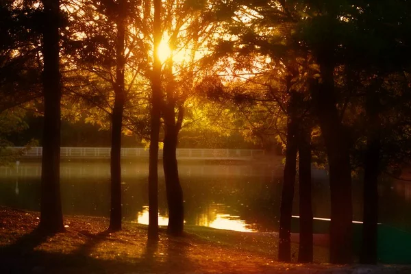 Ormanda güzel bir gün batımı. Göllü, huzurlu bir yer.