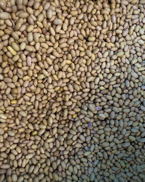 Meksika fasulyelerinin ayrıntıları