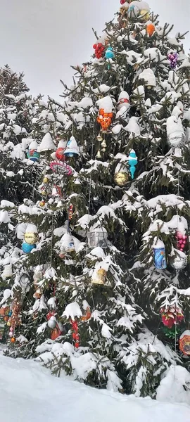 Foto con pino esponjoso cubierto de nieve en un campo cubierto de nieve — Foto de Stock