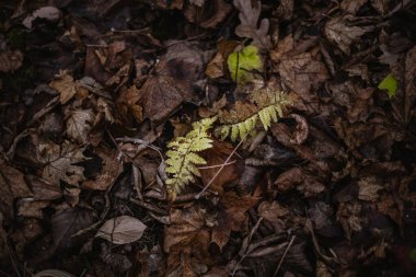 sonbahar ormanlarında kurak yaprakların arasında eğreltiotu