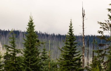 Banff Ulusal Parkı 'nın güzel doğal manzarası, Alberta, Kanada