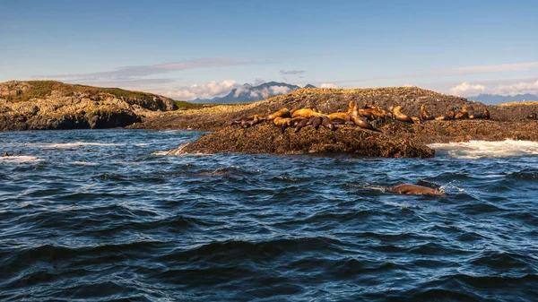 Robbenkolonie Felsiger Küste Und Welligem Meer — Stockfoto