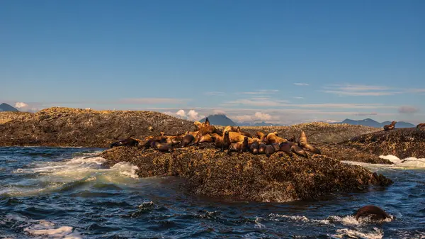 Robbenkolonie Felsiger Küste Und Welligem Meer — Stockfoto