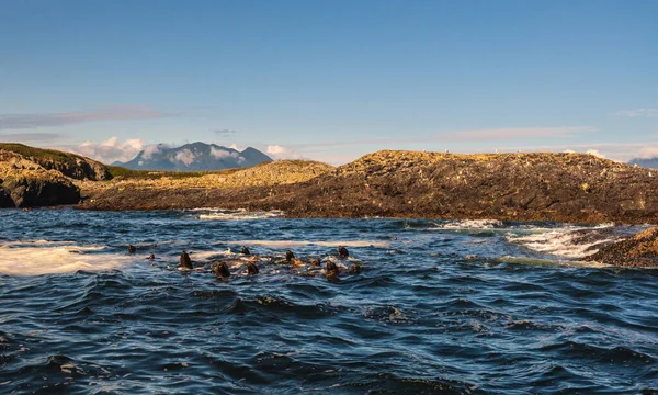 Robbenkolonie Felsiger Küste Und Welligem Meer Stockbild