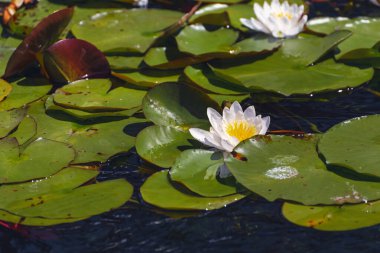 British Columbia, Kanada 'da güzel doğa manzarası