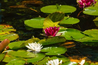British Columbia, Kanada 'da güzel doğa manzarası
