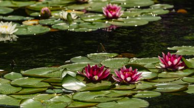 British Columbia, Kanada 'da güzel doğa manzarası