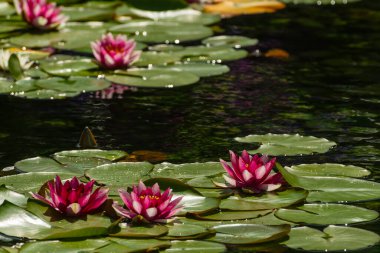 British Columbia, Kanada 'da güzel doğa manzarası