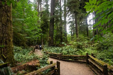 Ucluelet 'te yeşil ağaçlı doğa manzarası, Britanya Kolombiyası, Kanada